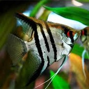 Freshwater Angelfish