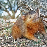 Solenodon