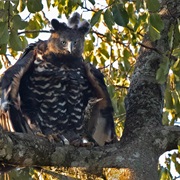 Crowned Eagle