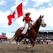 Visited the Calgary Stampede