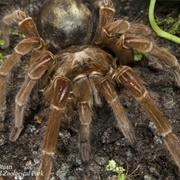 Goliath Birdeater