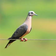 Eared Dove (Zenaida Auriculata)