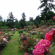 The Rose Garden