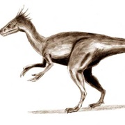 Ornitholestes