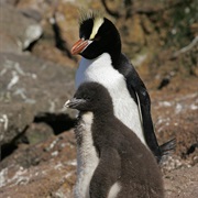 Erect-Crested Penguin