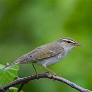 Arctic Warbler