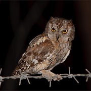 Eurasian Scops-Owl