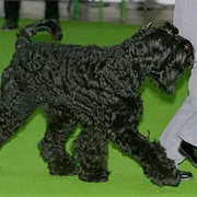 Black Russian Terrier