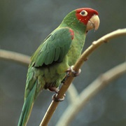 Red-Masked Parakeet