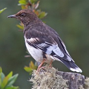 Aztec Thrush