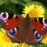 Peacock Butterfly