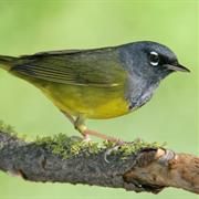 MacGillivray&#39;s Warbler