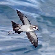 White-Faced Storm-Petrel