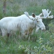 Male Moose