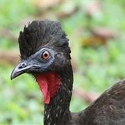 Crested Guan