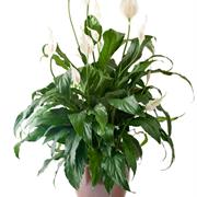 Peace Lily