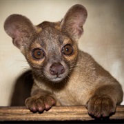 Fossa