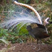 Lyrebird