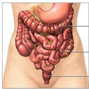 Intestine