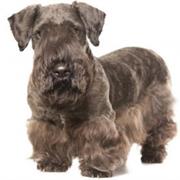 Cesky Terrier