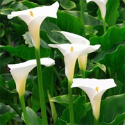 Arum Lily