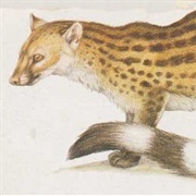 Johnston&#39;s Genet