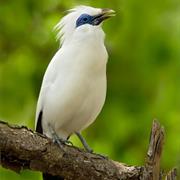 Bali Starling