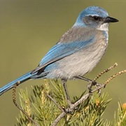 Woodhouse&#39;s Scrub-Jay