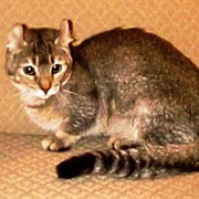 Jaguarundi Curl