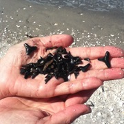 Shark Teeth Zeeland