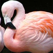 Chilean Flamingo