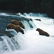 See a Bear Catch a Salmon