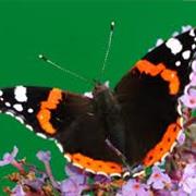 Red Admiral