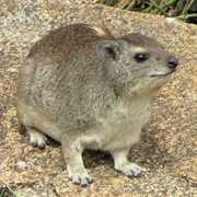 Hyrax