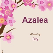 Azalea