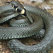 Grass Snake