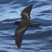 Black Storm-Petrel