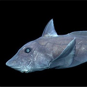 Chimaera Fish