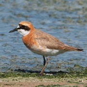 Greater Sand-Plover