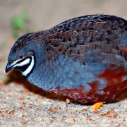 King Quail