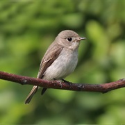 Asian Brown Flycatcher