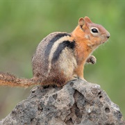 Golden-Mantled Ground Squirrel