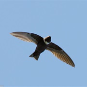 White-Collared Swift