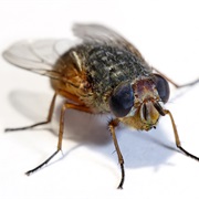 A Housefly Hums in the Key of F.