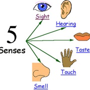 Humans Only Have Five Senses