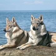 Czechoslovakian Wolfdog