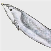 Perrin&#39;s Beaked Whale