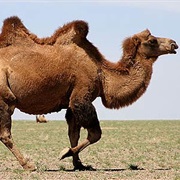 Camel