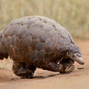 Ground Pangolin