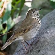 Gray-Cheeked Thrush